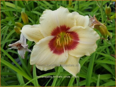 Hemerocallis &#039;Brilliant Circle&#039; | Daglelie | Taglilie