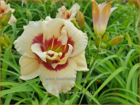 Hemerocallis &#039;Brilliant Circle&#039; | Daglelie | Taglilie