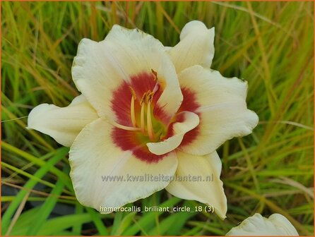 Hemerocallis &#039;Brilliant Circle&#039; | Daglelie | Taglilie