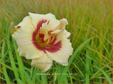 Hemerocallis &#039;Brilliant Circle&#039; | Daglelie | Taglilie