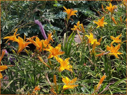 Hemerocallis &amp;#x0027;Burning Daylight&amp;#x0027; | Daglelie | Taglilie