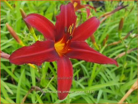 Hemerocallis &#039;Crimson Pirate&#039; | Daglelie | Taglilie