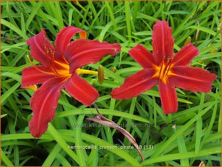 Hemerocallis &#039;Crimson Pirate&#039; | Daglelie | Taglilie