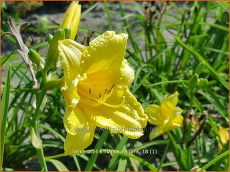 Hemerocallis &#039;Happy Returns&#039; | Daglelie | Taglilie