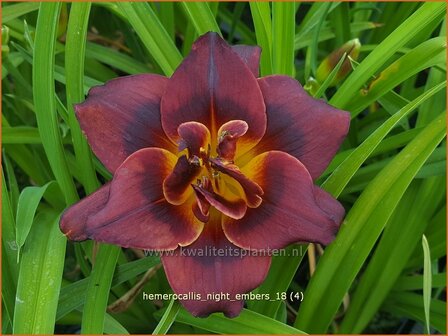 Hemerocallis &#039;Night Embers&#039; | Daglelie | Taglilie