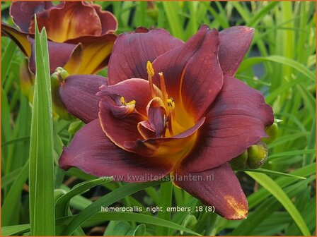 Hemerocallis &#039;Night Embers&#039; | Daglelie | Taglilie