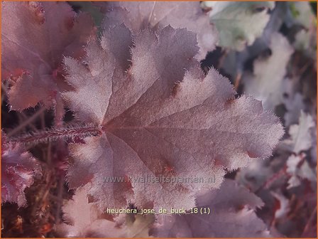 Heuchera &#039;Jos&eacute; de Buck&#039; | Purperklokje | Purpurgl&ouml;ckchen