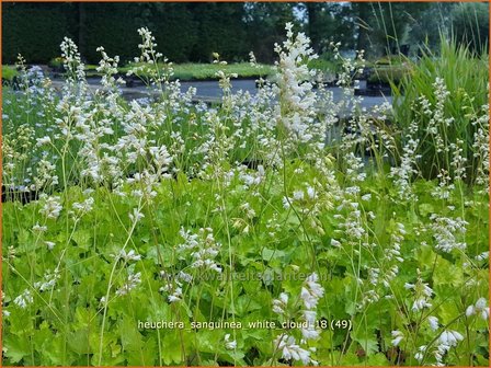 Heuchera sanguinea &#039;White Cloud&#039; | Purperklokje | Purpurgl&ouml;ckchen