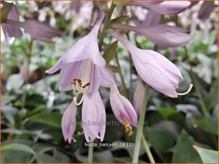 Hosta &#039;Halcyon&#039; | Hosta, Hartlelie, Funkia | Funkie