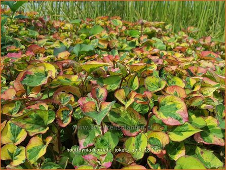 Houttuynia cordata &#039;Jokers Gold&#039; | Moerasanemoon, Dokudami | Eidechsenschwanz