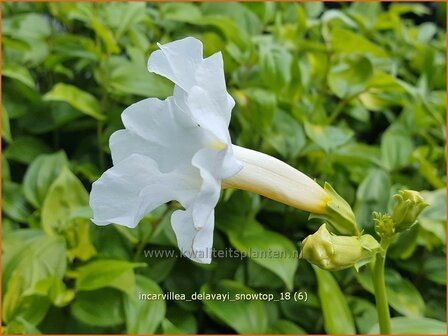 Incarvillea delavayi &#039;Snowtop&#039; | Tuingloxinia | Yunnan-Freilandgloxinie