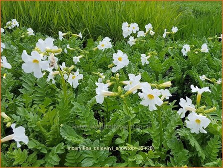 Incarvillea delavayi &#039;Snowtop&#039; | Tuingloxinia | Yunnan-Freilandgloxinie