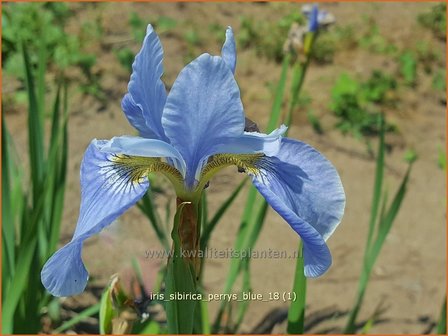 Iris sibirica &#039;Perry&#039;s Blue&#039; | Siberische iris, Lis, Iris | Sibirische Schwertlilie