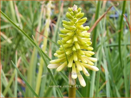 Kniphofia citrina | Vuurpijl, Fakkellelie | Gelbbl&uuml;hende Fackellilie