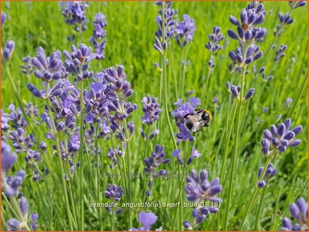 Lavandula angustifolia &#039;Dwarf Blue&#039; | Gewone lavendel, Echte lavendel, Lavendel | Echter Lavendel