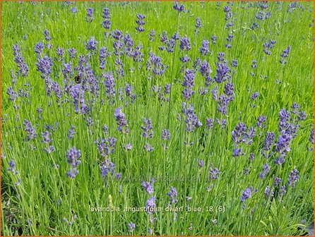 Lavandula angustifolia &#039;Dwarf Blue&#039; | Gewone lavendel, Echte lavendel, Lavendel | Echter Lavendel