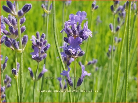 Lavandula angustifolia &#039;Dwarf Blue&#039; | Gewone lavendel, Echte lavendel, Lavendel | Echter Lavendel