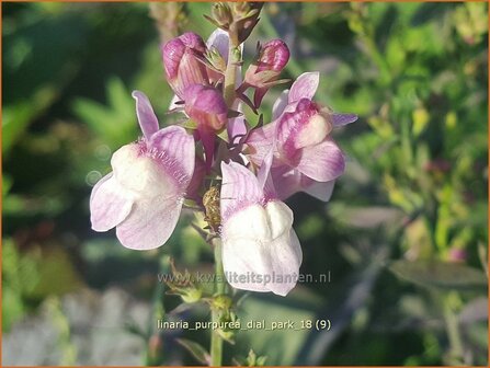 Linaria purpurea &#039;Dial Park&#039; | Vlasleeuwenbek | Purpurbl&uuml;hendes Leinkraut