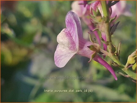 Linaria purpurea &#039;Dial Park&#039; | Vlasleeuwenbek | Purpurbl&uuml;hendes Leinkraut