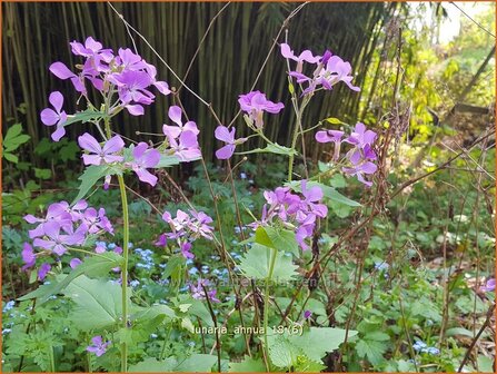 Lunaria annua | Judaspenning | Einj&auml;hriges Silberblatt