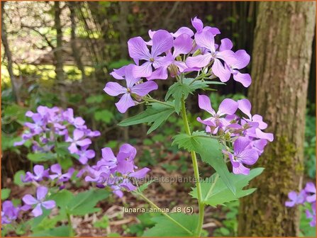 Lunaria annua | Judaspenning | Einj&auml;hriges Silberblatt