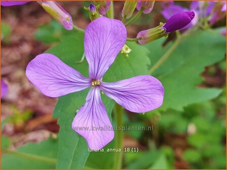 Lunaria annua | Judaspenning | Einj&auml;hriges Silberblatt