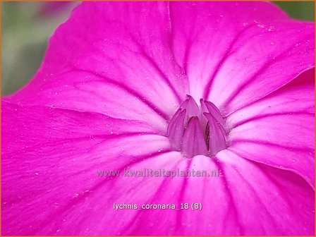 Lychnis coronaria | Prikneus, Zachtlapje | Kronen-Lichtnelke