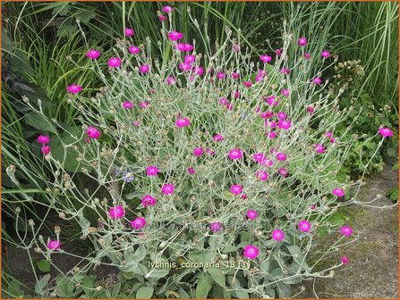 Lychnis coronaria | Prikneus, Zachtlapje | Kronen-Lichtnelke