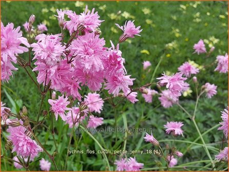 Lychnis flos-cuculi &#039;Petite Jenny&#039; | Echte koekoeksbloem, Koekoeksbloem | Kuckucks-Lichtnelke