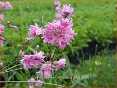 Lychnis flos-cuculi &#039;Petite Jenny&#039; | Echte koekoeksbloem, Koekoeksbloem | Kuckucks-Lichtnelke