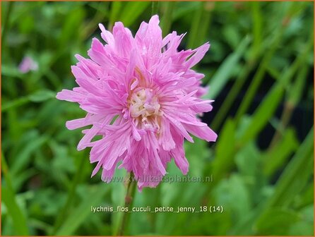 Lychnis flos-cuculi &#039;Petite Jenny&#039; | Echte koekoeksbloem, Koekoeksbloem | Kuckucks-Lichtnelke