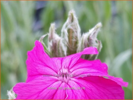 Lychnis &#039;Hill Grounds&#039; | Koekoeksbloem | Lichtnelke