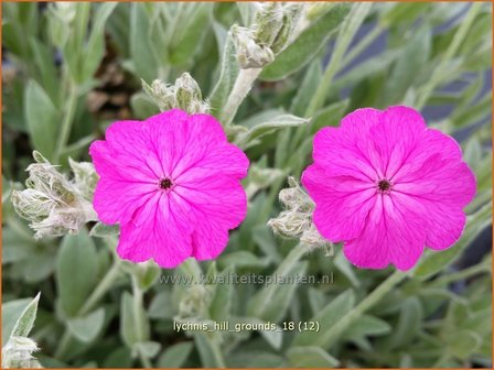 Lychnis &#039;Hill Grounds&#039; | Koekoeksbloem | Lichtnelke