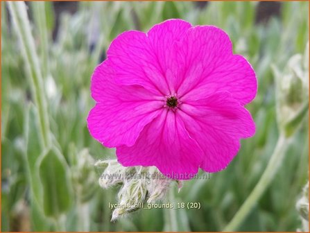 Lychnis &#039;Hill Grounds&#039; | Koekoeksbloem | Lichtnelke