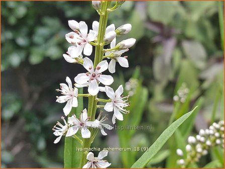 Lysimachia ephemerum | Wederik | Iberischer Felberich