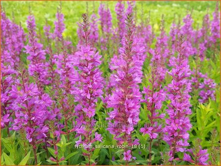 Lythrum salicaria &#039;Robin&#039; | Kattenstaart | Blutweiderich