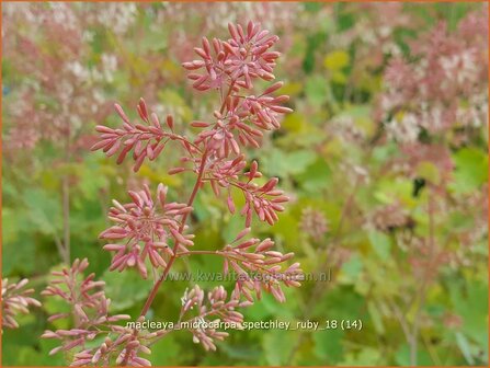 Macleaya microcarpa &#039;Spetchley Ruby&#039; | Pluimpapaver, Vedermaan | Br&auml;unlichbl&uuml;hender Federmohn