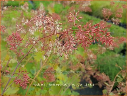 Macleaya microcarpa &#039;Spetchley Ruby&#039; | Pluimpapaver, Vedermaan | Br&auml;unlichbl&uuml;hender Federmohn