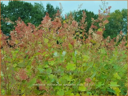 Macleaya microcarpa &#039;Spetchley Ruby&#039; | Pluimpapaver, Vedermaan | Br&auml;unlichbl&uuml;hender Federmohn