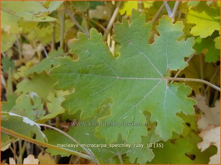 Macleaya microcarpa &#039;Spetchley Ruby&#039; | Pluimpapaver, Vedermaan | Br&auml;unlichbl&uuml;hender Federmohn