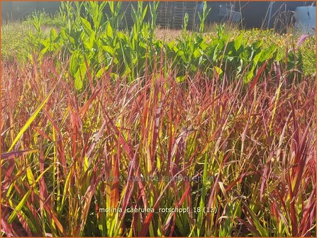 Molinia caerulea &#039;Rotschopf&#039; | Pijpenstrootje | Kleines Pfeifengras