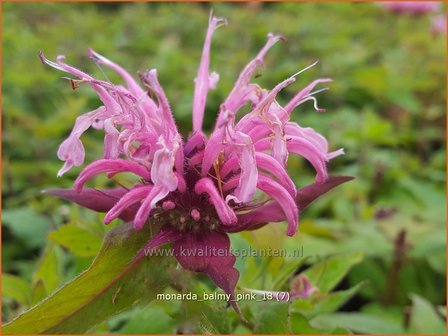 Monarda &amp;#x0027;Balmy Pink&amp;#x0027; | Bergamotplant, Indianennetel | Indianernessel