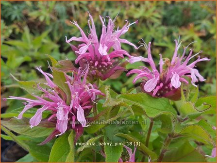 Monarda &amp;#x0027;Balmy Pink&amp;#x0027; | Bergamotplant, Indianennetel | Indianernessel