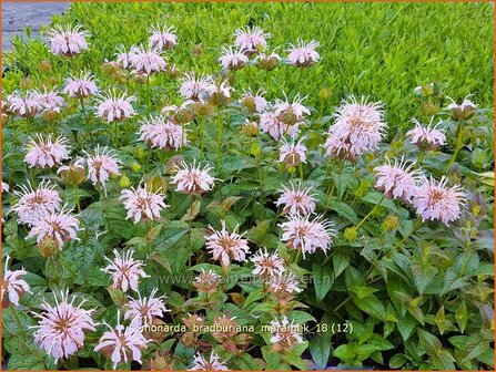 Monarda bradburiana &#039;Maramek&#039; | Bergamotplant, Indianennetel | Russels Indianernessel