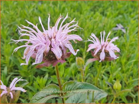 Monarda bradburiana &#039;Maramek&#039; | Bergamotplant, Indianennetel | Russels Indianernessel