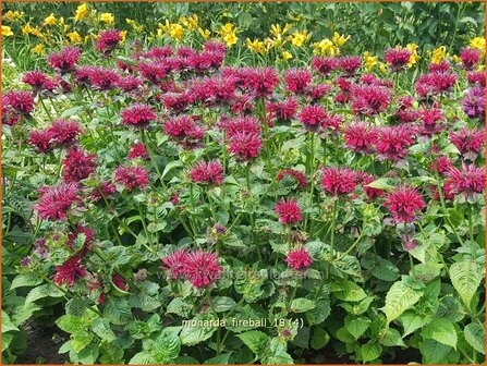 Monarda &#039;Fireball&#039; | Bergamotplant, Indianennetel | Indianernessel