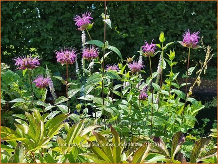 Monarda fistulosa subsp. menthifolia | Bergamotplant, Indianennetel | Minzebl&amp;#x00e4;ttrige Indianernessel