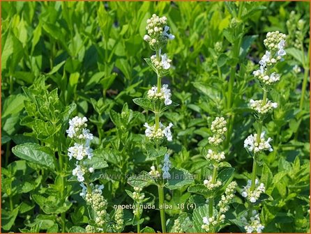 Nepeta nuda &#039;Alba&#039; | Kattenkruid | Kahle Katzenminze