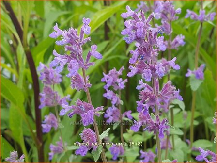 Nepeta racemosa &#039;Grog&#039; | Kattenkruid | Traubige Katzenminze