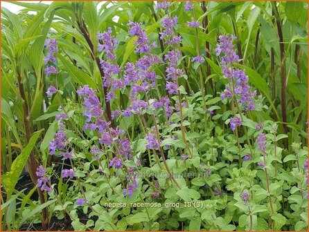 Nepeta racemosa &#039;Grog&#039; | Kattenkruid | Traubige Katzenminze